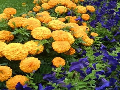 North York Real Estate Tips - Cash Offers