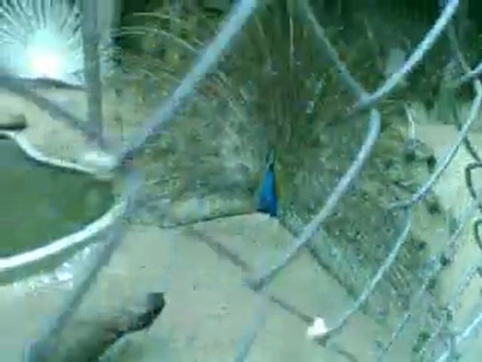 Pavão