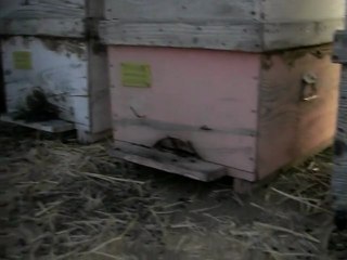 Çivril Şenköy'de Arıcılık  4