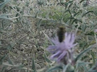 Çivril Şenköy'de Arıcılık  5