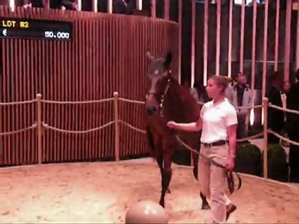 Arqana 22.08.2011