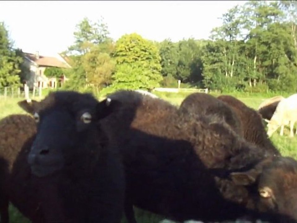 Nuage de Moutons
