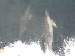 marsouin 001.MOV