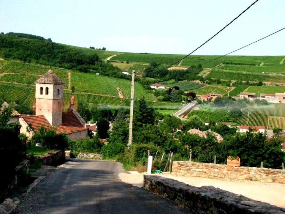Chasselas