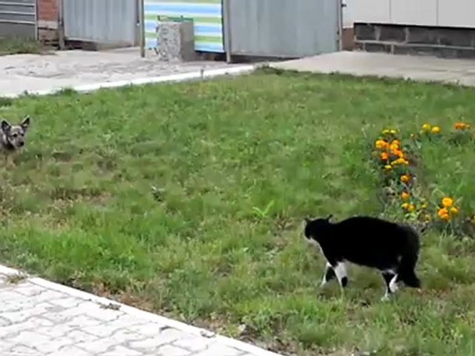 gato corre atras de cachorro que foge da briga!!!