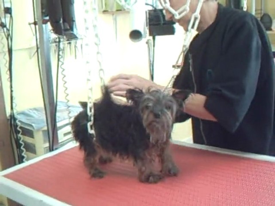 SALON TOILETTAGE REGARD CANIN MAYA