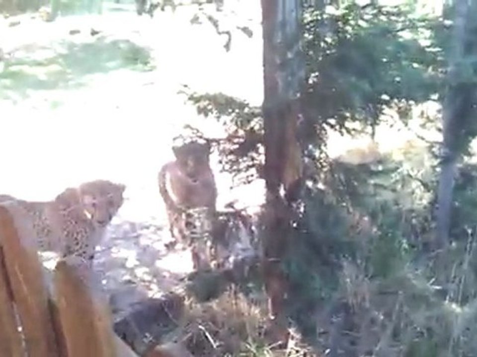 2011-08-17 - Peaugres 1