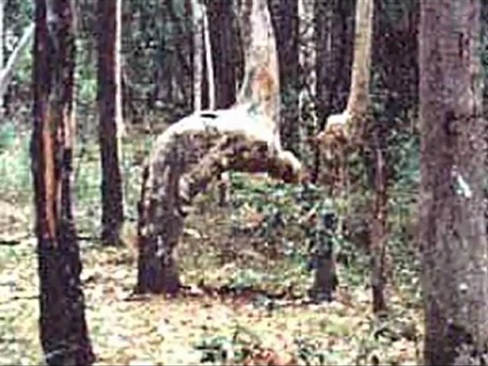 ALİ ELMAS - Allahu Allah (İLAHİ)