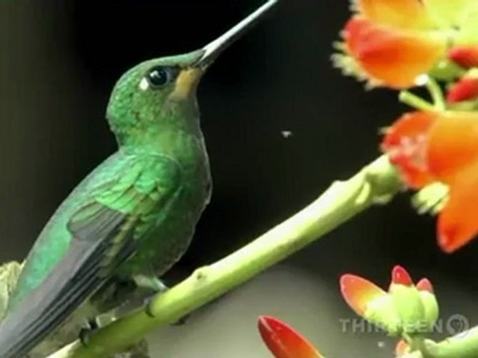 COLIBRÍ - MAGIA EN EL AIRE - DOCUMENTAL