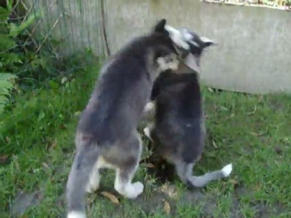 husky