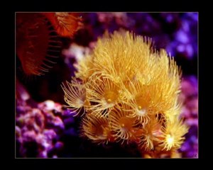 Denizaltı Güzellikleri - (Mustafa Dinç)