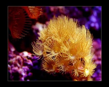 Denizaltı Güzellikleri - (Mustafa Dinç)