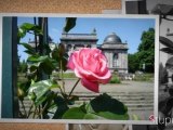 Fleurs: photos Josiane Geuns