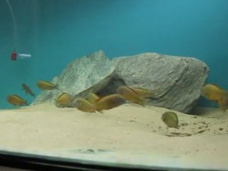 İLANGİ YELLOW SARPERAYMAN