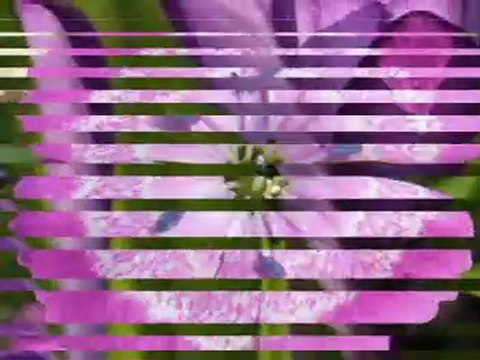 Emmanuele - P. Bachellette (Mustafa Dinç)