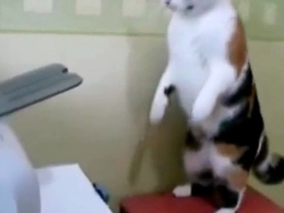 New - Chat VS Imprimante KOF Version FULL