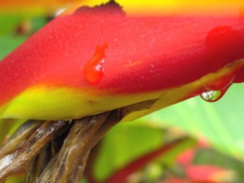 Destiny and the Role of Karma by Natalie Kawai