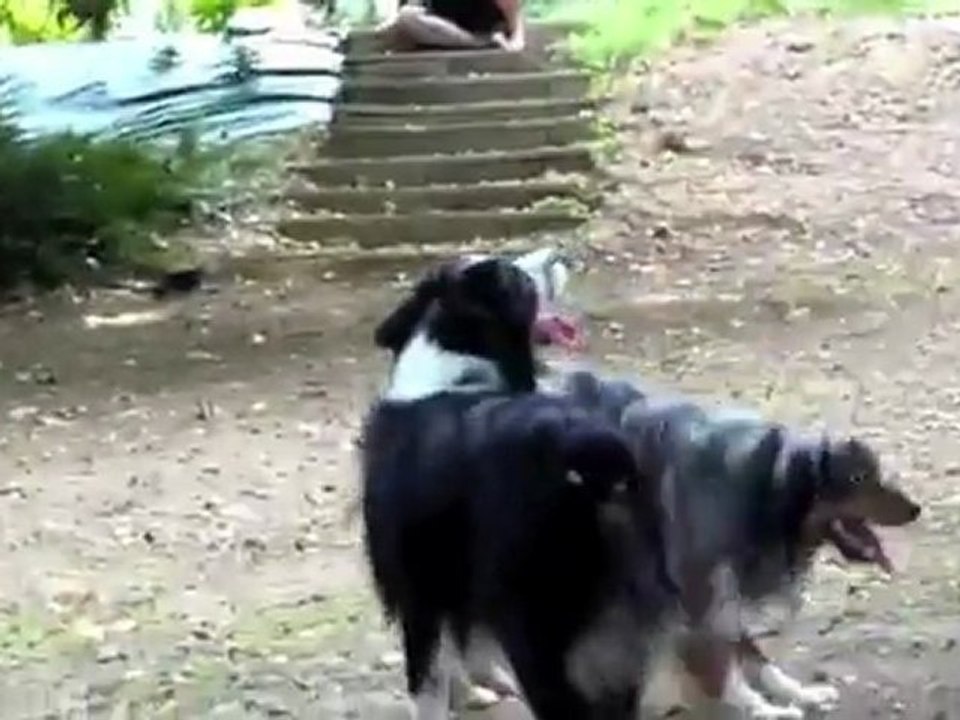 Gibbs et Funky, mini aussies des monts bleus