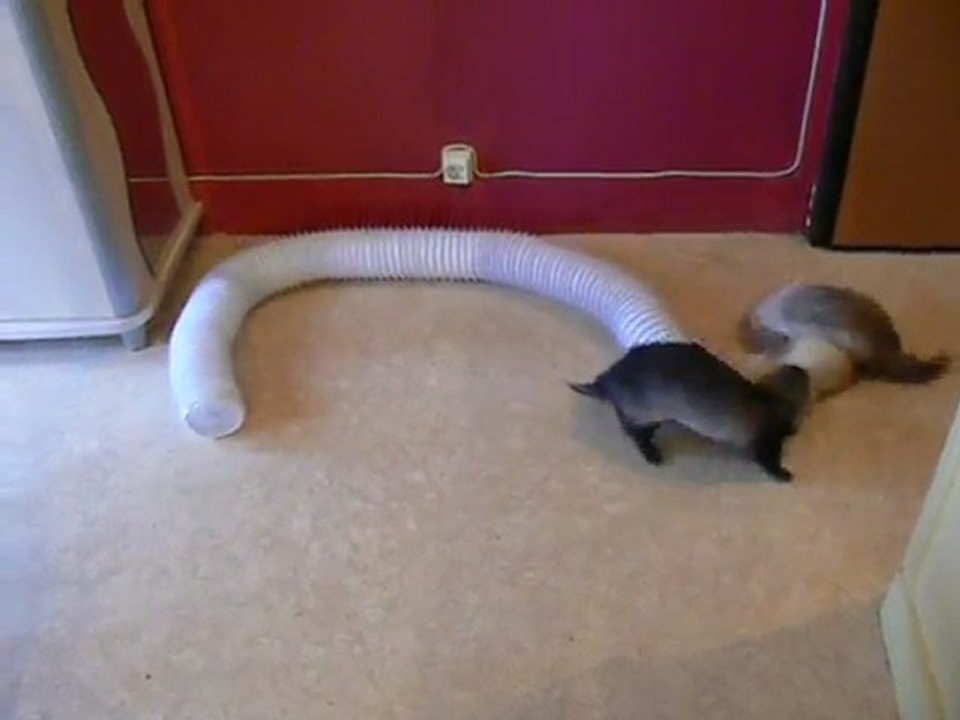 mes furets qui s'eclatent