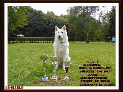 ACD78 CONCOURS OBEISSANCE CLASSE 1 28.08.2011