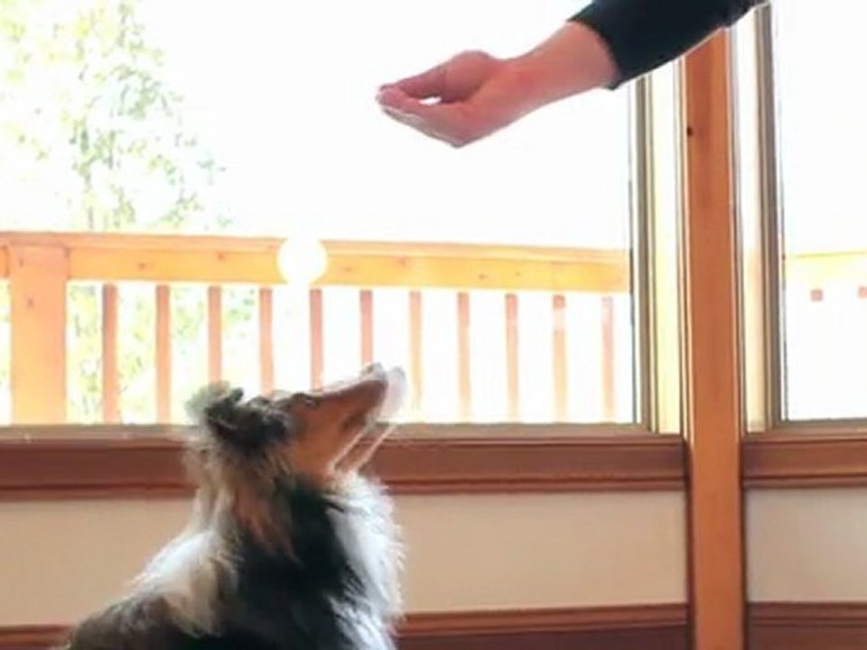 Commandement Assis monter au chien à s'assoir- information animal