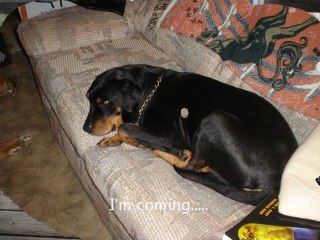 House of Love Foster Animal care