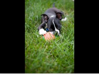 Boston Bull Terrier Images Video