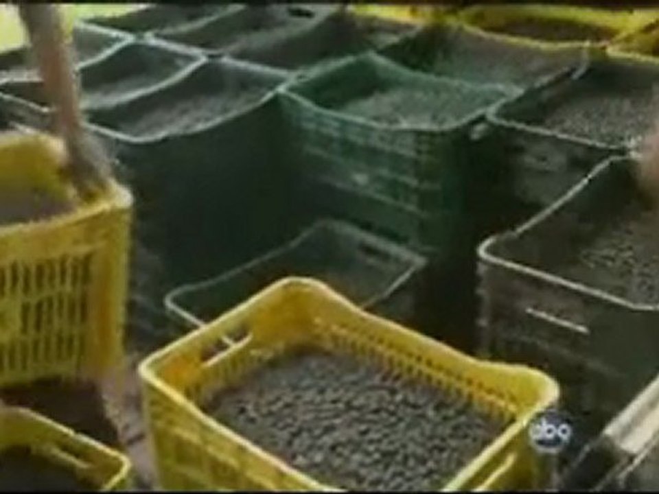 Does Acai berry work?