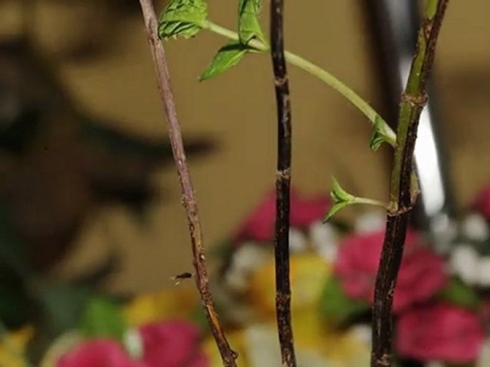 plante-2