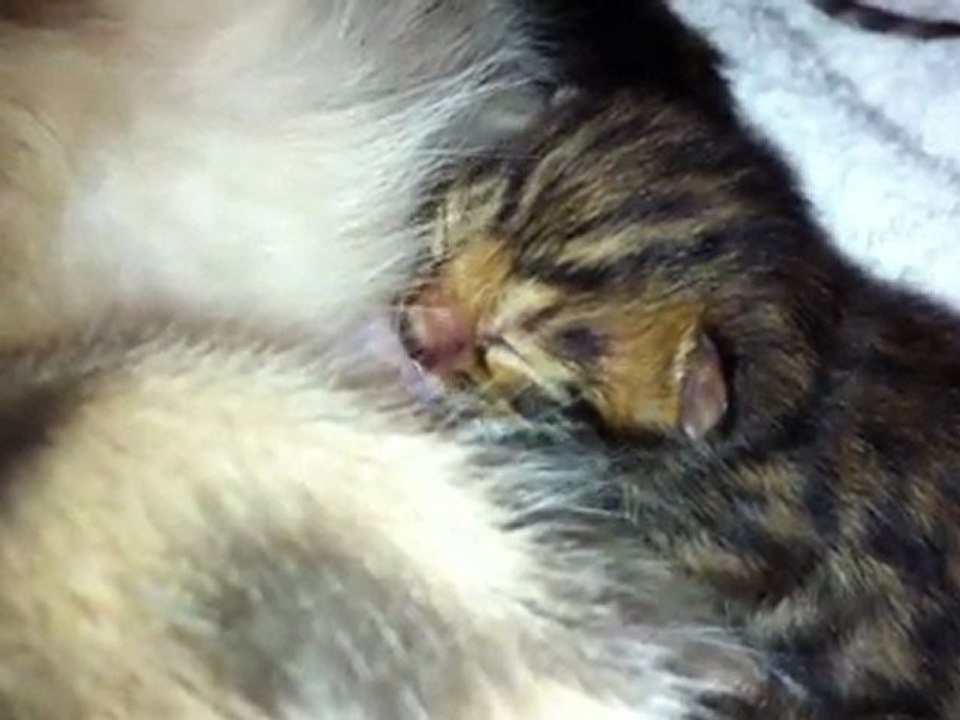 Chatons de Kelly, vidéo 2