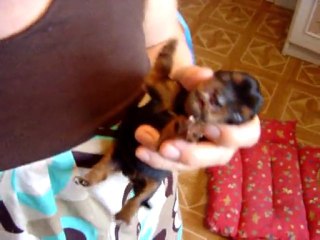 CHIOT YORK     " SEANCE  BIBERON"