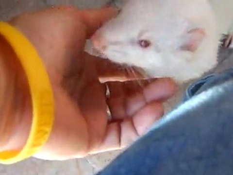 Yuna samara (à adopter à l'asso furet et compagnie )