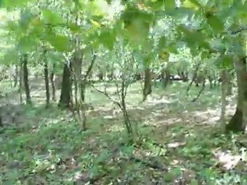 Airsoft 1