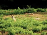 Les Loups de Chabrières à Guéret dans la Creuse