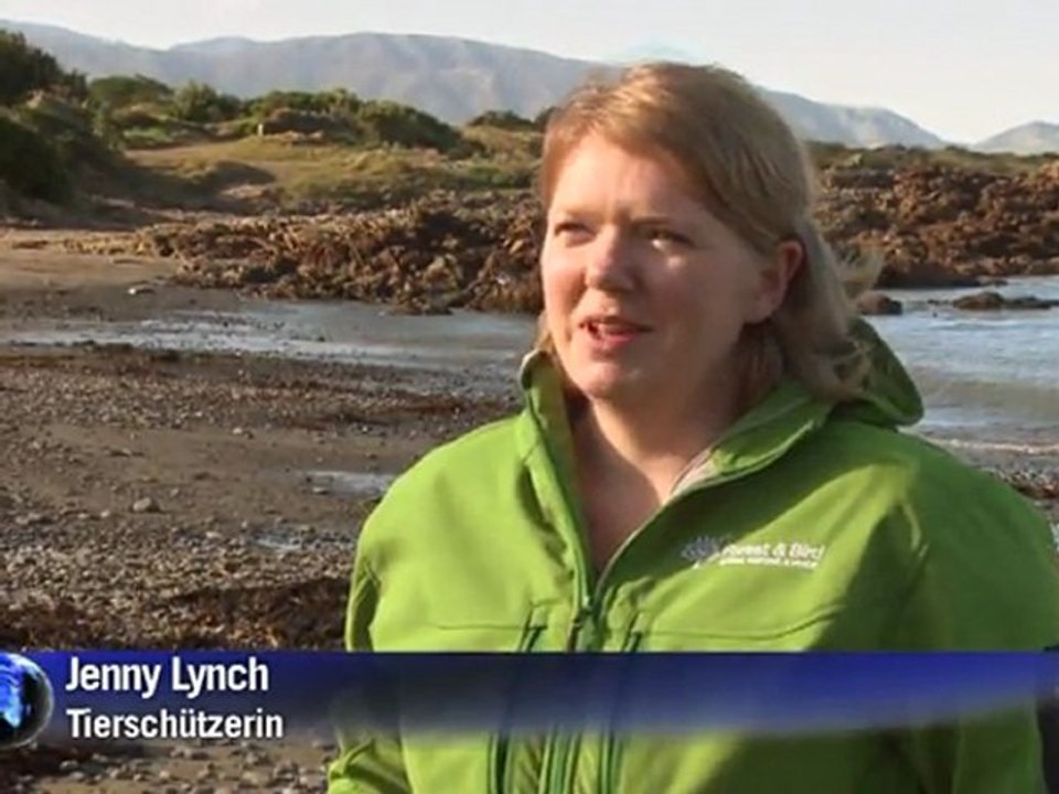 Glückliche heimkehr für kaiserpinguin happy feet