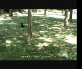 Education Canine Aix  1