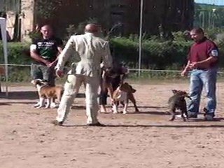 puppy male ST MARTIN D ESTREAUX RE