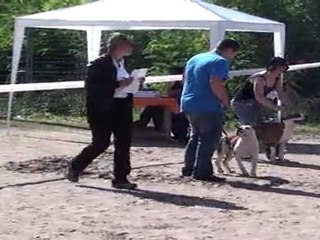 jeune male ST MARTIN D ESTREAUX RE