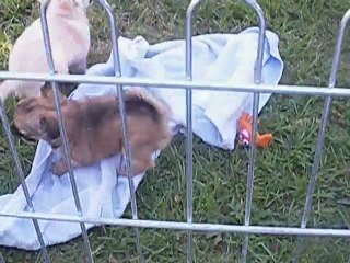 PETITES COURSES POUR LA FAMILLE CHIHUAHUA