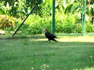 100_5667 29/08/11 1ers vols