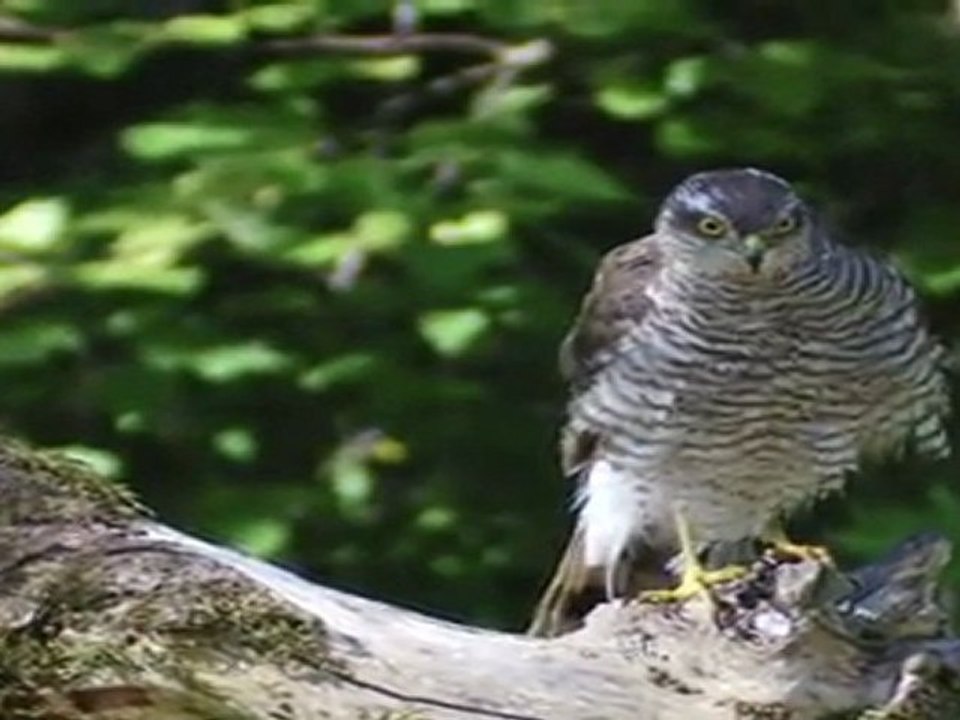 canicule au Grand Ratz