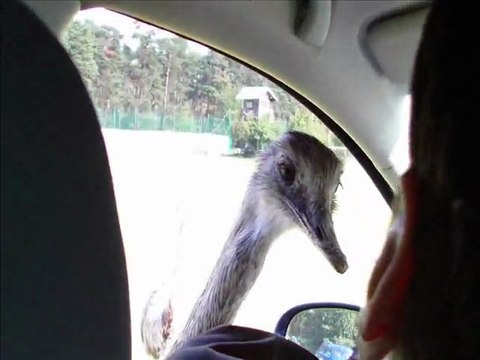 AYSUN ;EFE;KAAN VE AZIZ AFRIKA SAFARI PARKTA