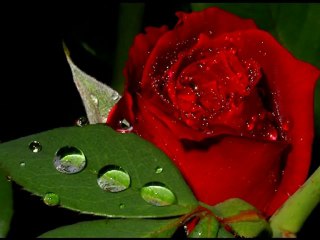 COMO "La Rondalla de Saltillo"  {CLASSIC LOVE SONGS}