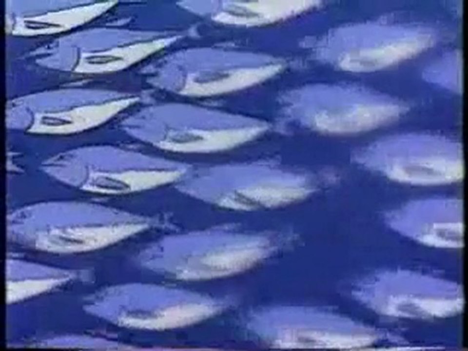MNMB クジラとイノシシ