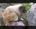 marmots in leh-ladakh