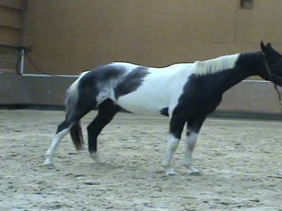 Désensibilisation - cordelette du stick