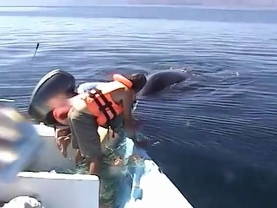 Une baleine dans un filet de pêche