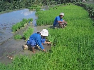 Projet Philippines Quinoa en video