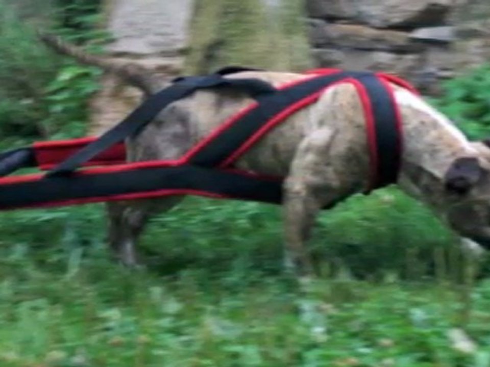Sanka au weight