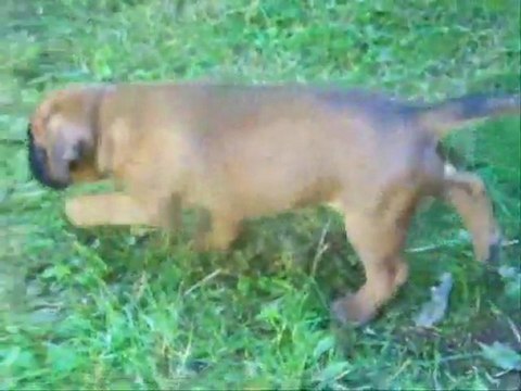 Les 3 caballeros (GEISHA des STEPPES PERDUES X DON JUAN du CINQUIEME DÔME) (GEISHA des STEPPES PERDUES X DON JUAN du CINQUIEME DÔME) à 1 mois, 2014-08-29